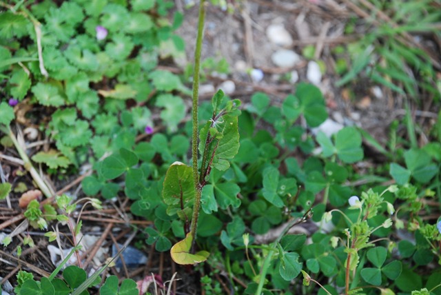 Eruca vesicaria - Rucola